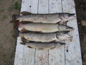IMG_1341.JPG