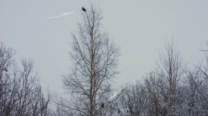 2птички.jpg