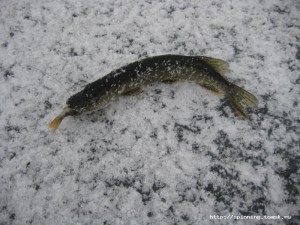 IMG_5462.JPG