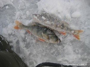 IMG_5625.JPG