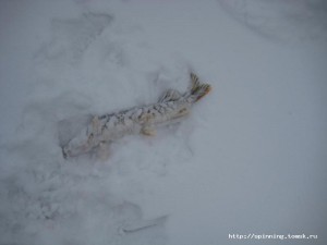 IMG_5693.JPG