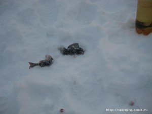 IMG_6003.JPG