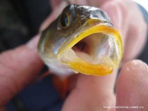 IMG_6581.JPG