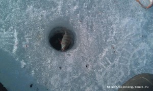 IMAG0184.jpg