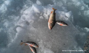 IMAG0207.jpg