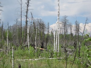IMG_5949.jpg