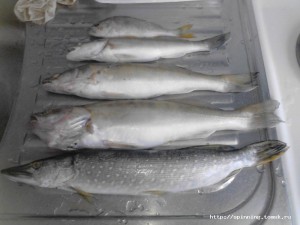 IMG_20130717_142038.jpg