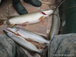 IMG_8676.jpg