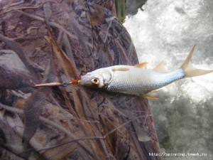 IMG_8929.JPG