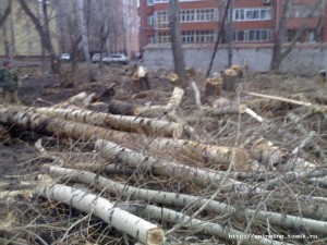 лес2.jpg