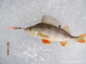 IMG_3231.JPG