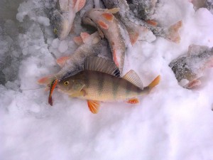 perch.jpg
