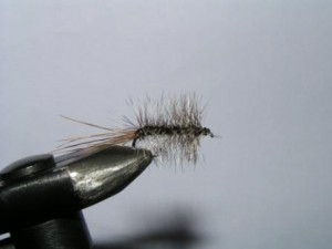 PICT0239.JPG