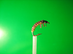 IMG_0289.jpg