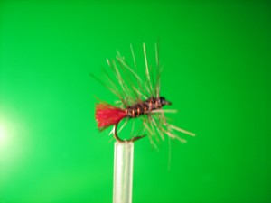 IMG_0291.jpg