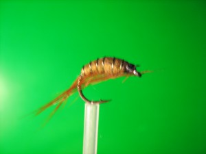 IMG_0295.jpg