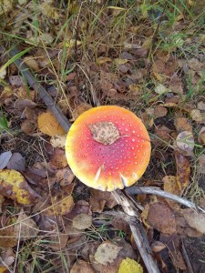 IMG_20180915_165239.jpg