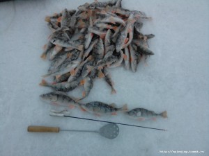 IMG_20181126_162456.jpg