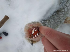 IMG_20181212_115641.jpg