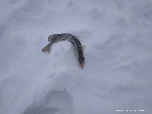 IMG_20181212_130305.jpg