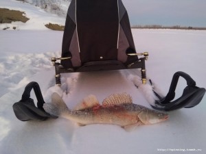 Судак1.jpg