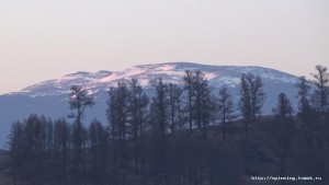 Белок через лиственницы.jpg