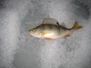 IMG_9878.JPG