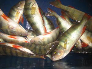 IMG_0720.JPG