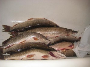IMG_0864.JPG