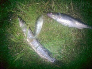 16072011179.jpg
