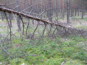 IMG_2038_thumb.jpg