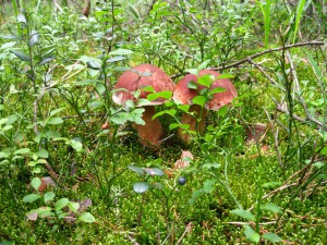 IMG_2040_thumb.jpg
