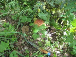IMG_1074.JPG