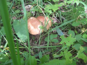 IMG_1075.JPG