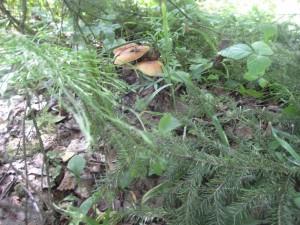 IMG_1076.JPG