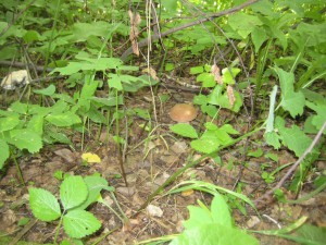 IMG_1078.JPG