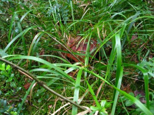 IMG_2085_thumb.jpg