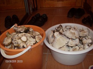 getImageCAVQ15N1.jpg
