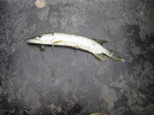 IMG_1228.JPG