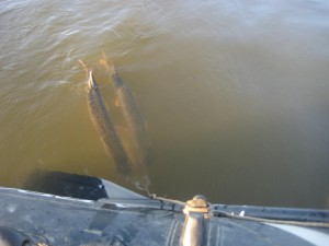 IMG_1255.JPG