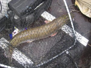 IMG_1261.JPG