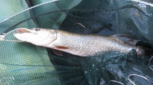 IMG_0704.JPG