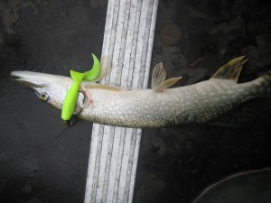 IMG_1447.JPG