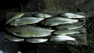 IMG_1846.JPG