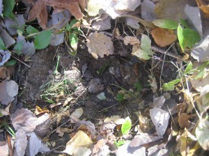IMG_1583.JPG