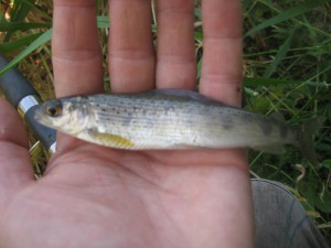 IMG_1597.JPG