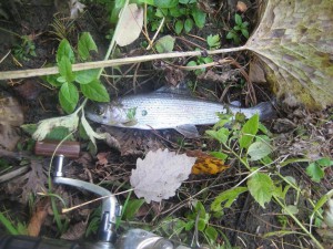 IMG_1598.JPG