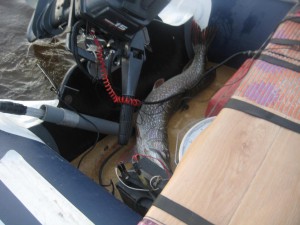IMG_1831.JPG