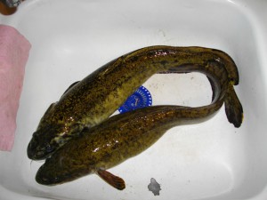 IMGP6896.JPG