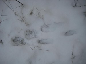IMG_2185.JPG